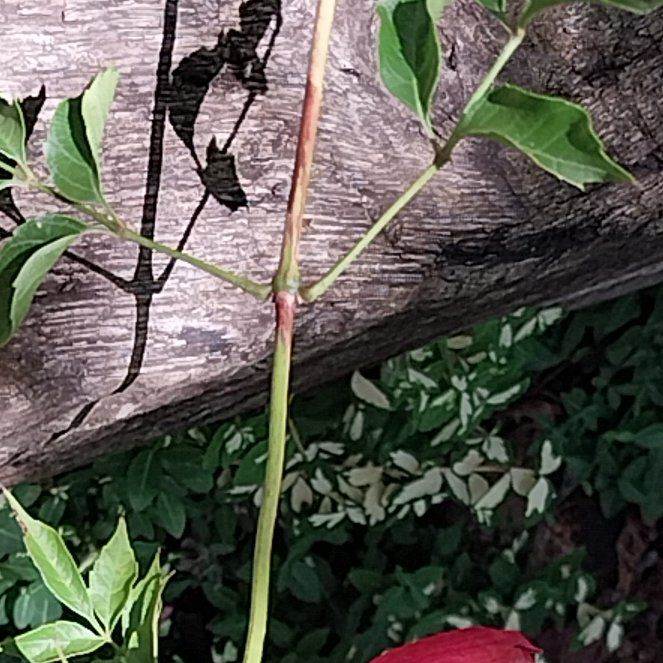 Photo of the plant species Hummingbird Vine by @ZestWalllettuce named Fernie Saunders on Greg, the plant care app