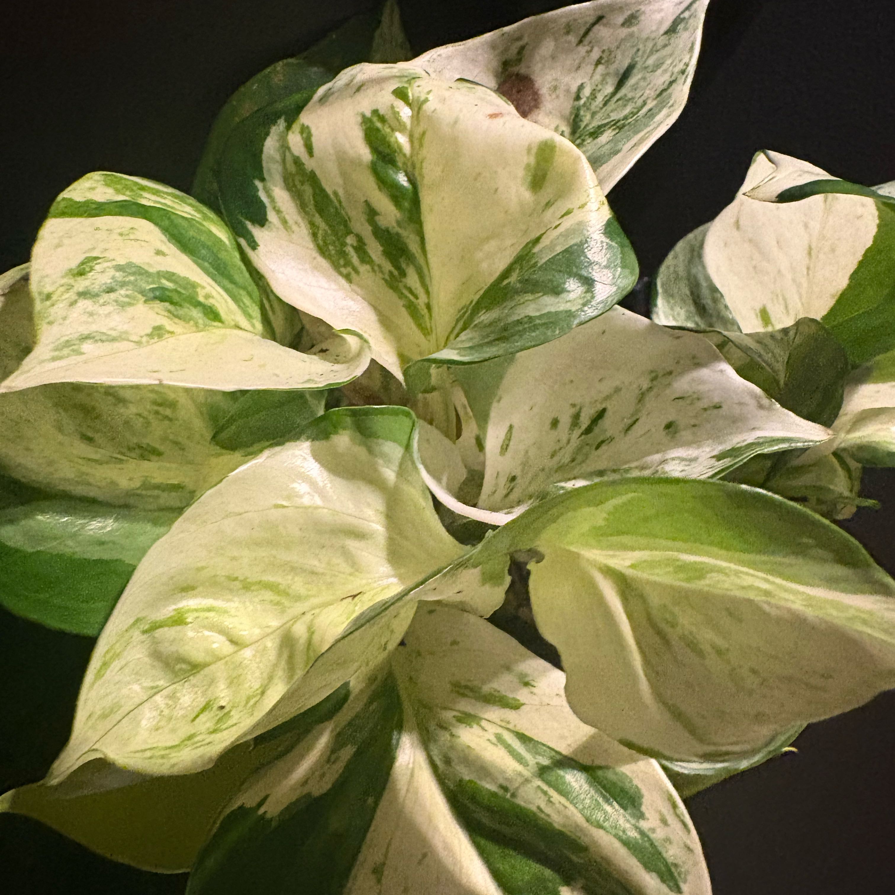 Photo of the plant species Epipremnum 'Happy Leaf' by @OpulentWavycap named Marilyn on Greg, the plant care app