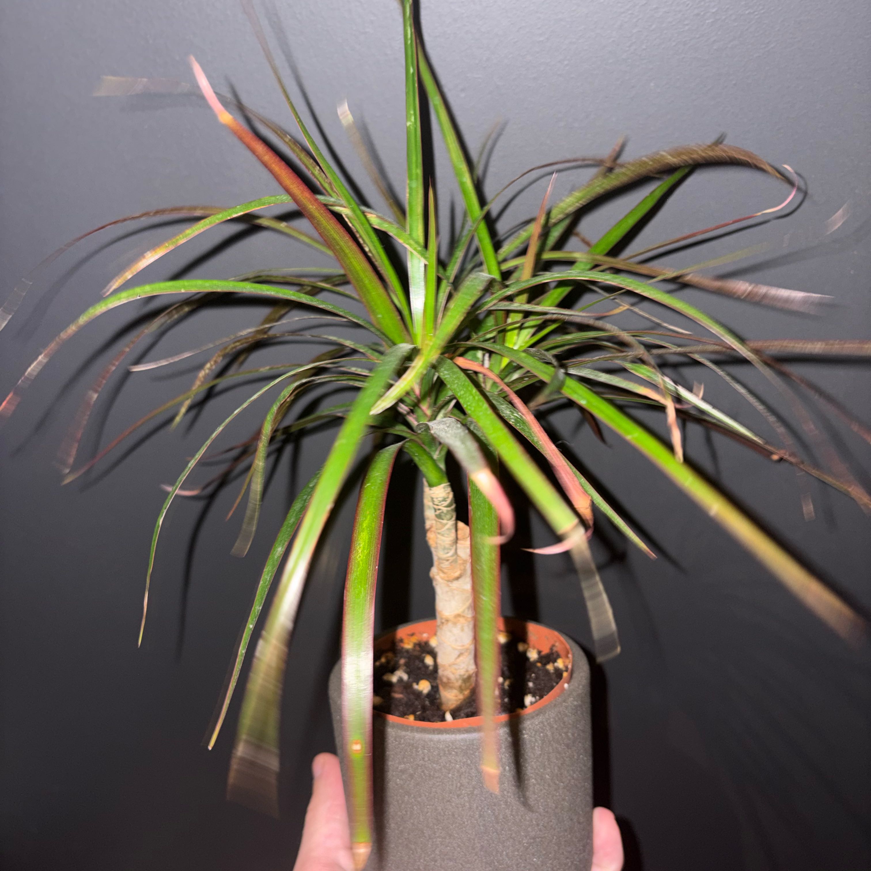 Photo of the plant species Dragon Tree by @OpulentWavycap named Duke on Greg, the plant care app
