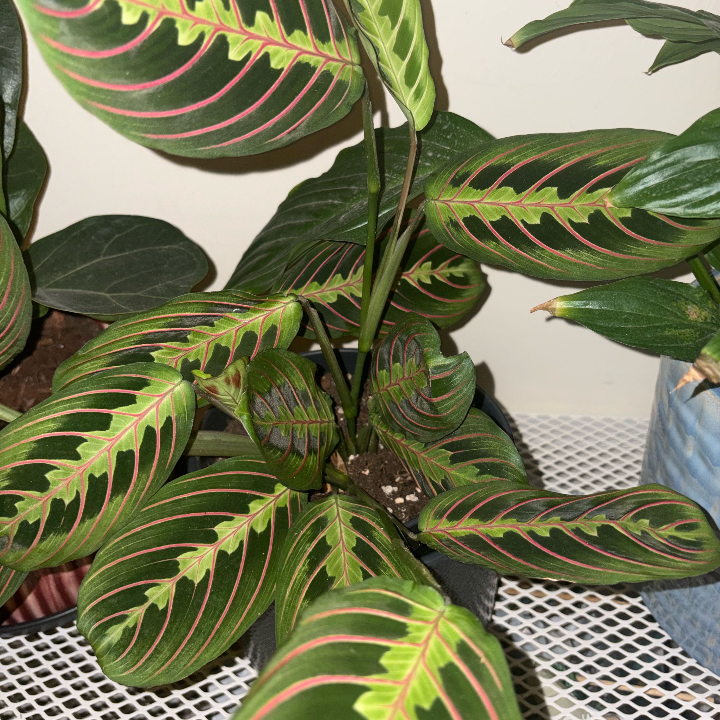 Photo of the plant species Prayer Plant by @OpulentWavycap named Morgan Treeman on Greg, the plant care app