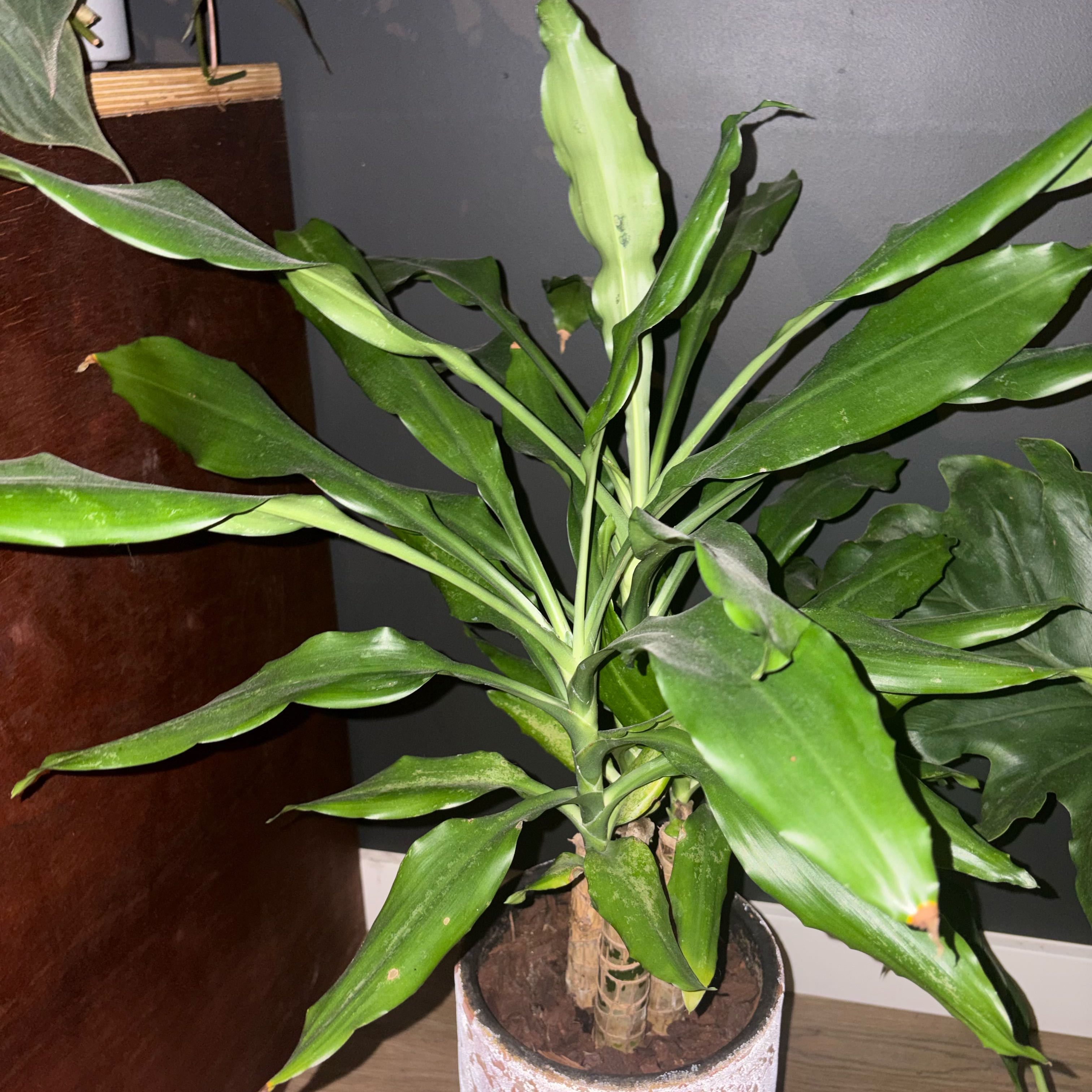 Photo of the plant species Dracaena 'Green Jewel' by @OpulentWavycap named Rihanna on Greg, the plant care app