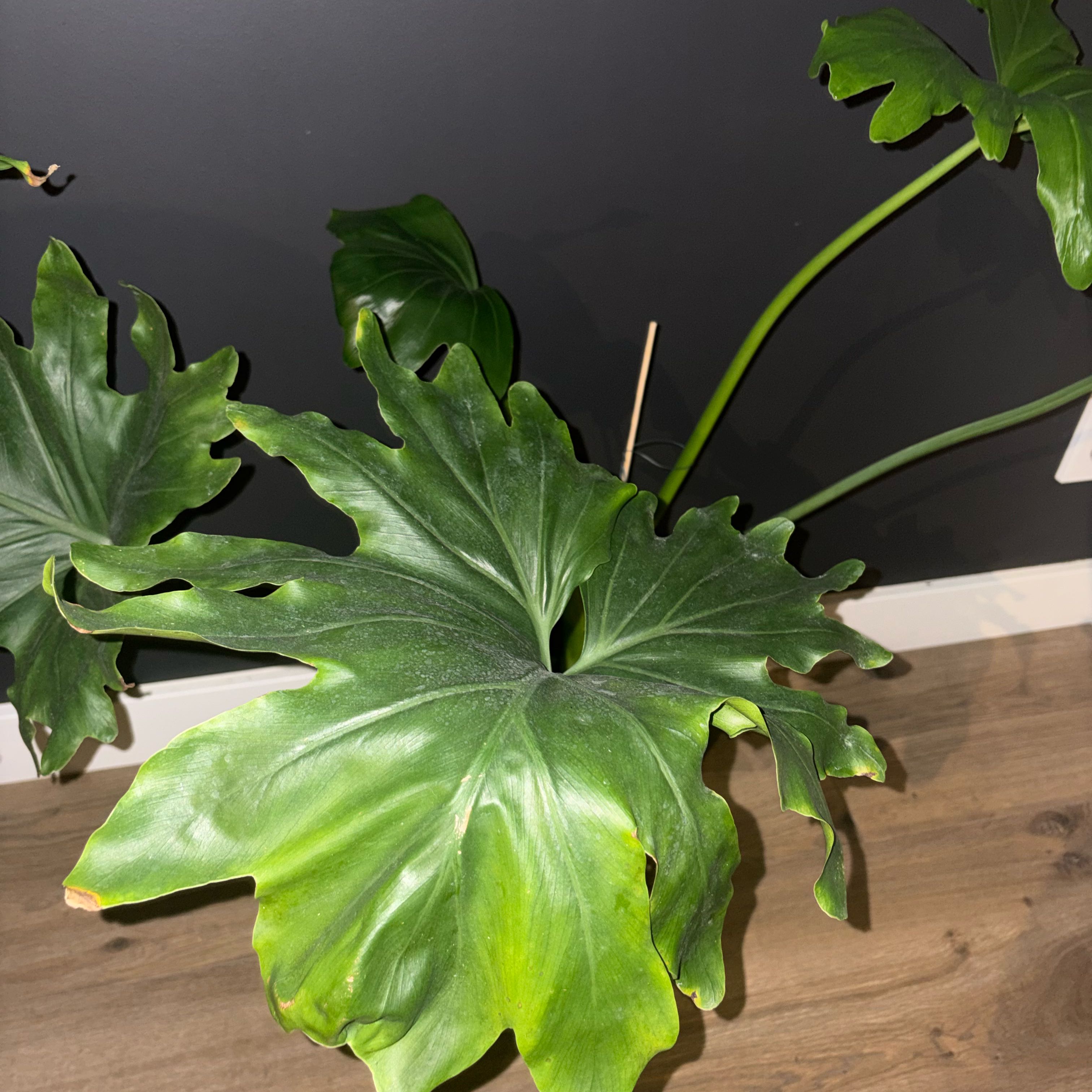 Photo of the plant species Little Holpe Philodendron by @OpulentWavycap named Pax on Greg, the plant care app