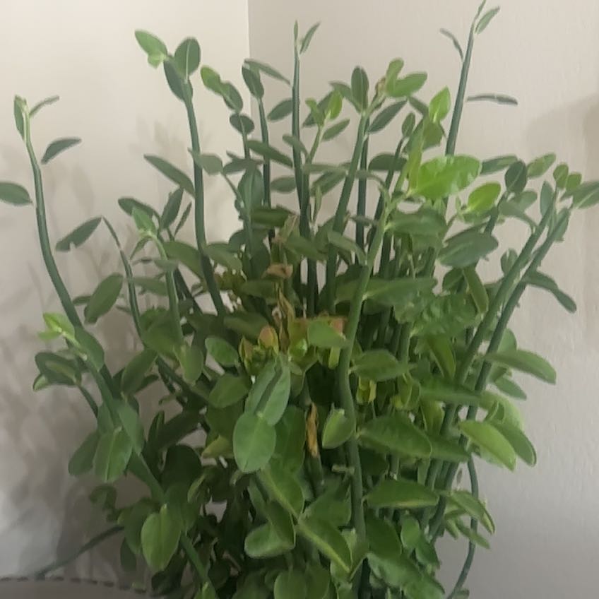 Photo of the plant species Tall Slipper Plant by @AlwaysSyngonium named Osmo on Greg, the plant care app