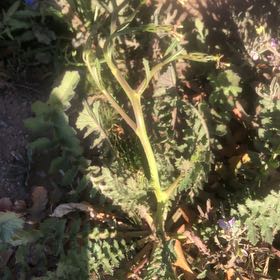 Photo of the plant species Yellow Horned Poppy by @DoughtyChilli98 named Luna on Greg, the plant care app