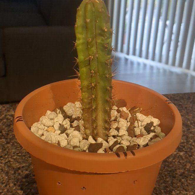 Photo of the plant species Bolivian Torch Cactus by @ShinyWildcelery named Dolores on Greg, the plant care app
