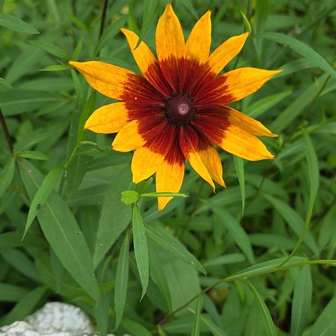 Photo of the plant species Blackeyed Susan by @RulerDunewillow named Gaga on Greg, the plant care app