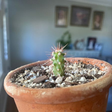 Photo of the plant species Ferocactus Wislizeni by Jessica named Levi on Greg, the plant care app