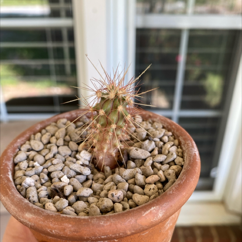 Candy barrel cactus in a terracotta pot with gravel, placed in front of a window.