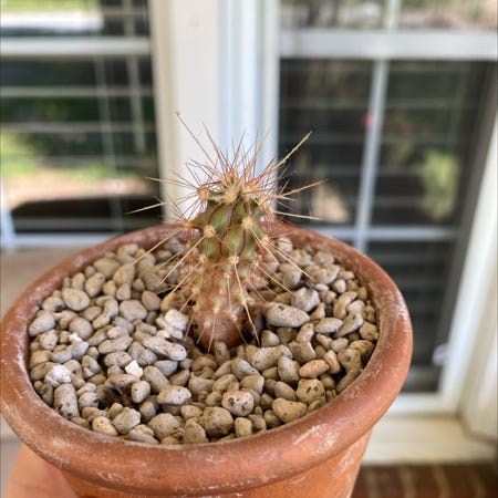 Photo of the plant species Ferocactus Wislizeni by Jessica named Levi on Greg, the plant care app