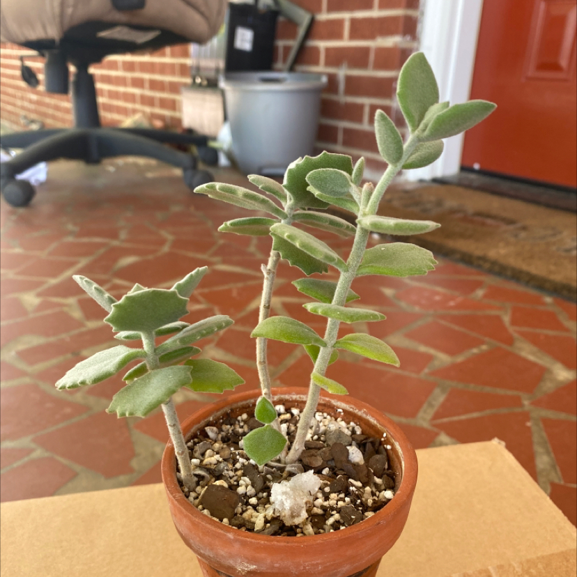 Potted Millot Kalanchoe plant with green leaves on a brick floor background.
