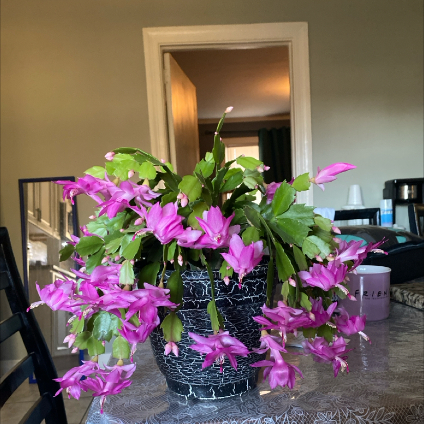 Photo of the plant species Christmas Cactus by Jessica named Santa on Greg, the plant care app