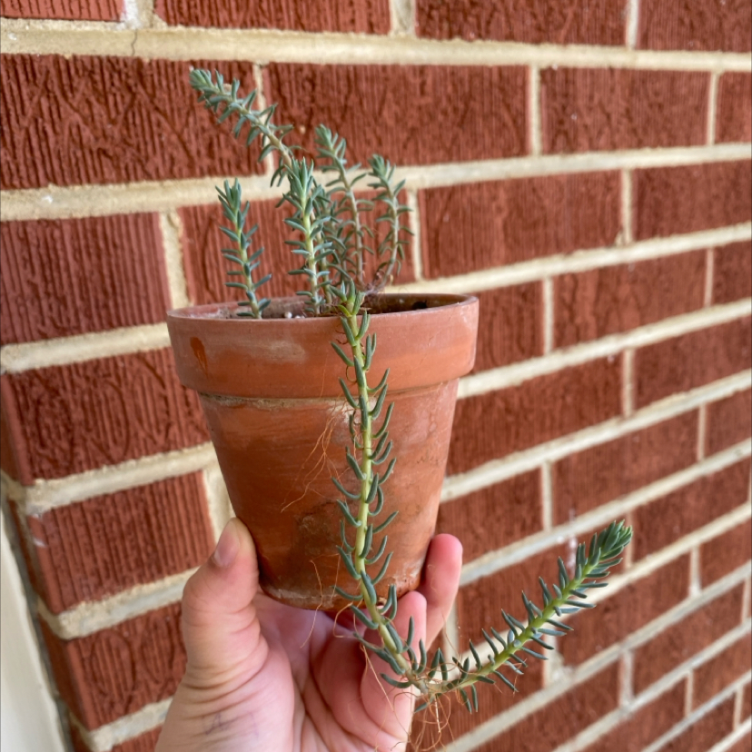 Pale Stonecrop plant in a terracotta pot held by a hand against a brick wall.