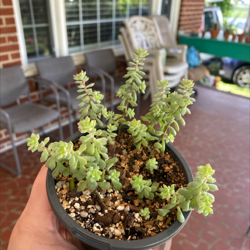 Potted Purdy's Stonecrop succulent held by a hand on a porch.