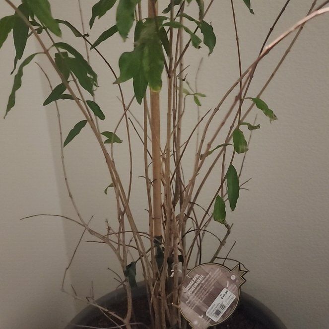 Photo of the plant species Wonderful Pomegranate by @itsivanwee named Bieber on Greg, the plant care app