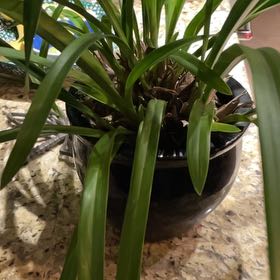 Photo of the plant species Finlayson's Cymbidium by @SanguineLithops named Kesha on Greg, the plant care app