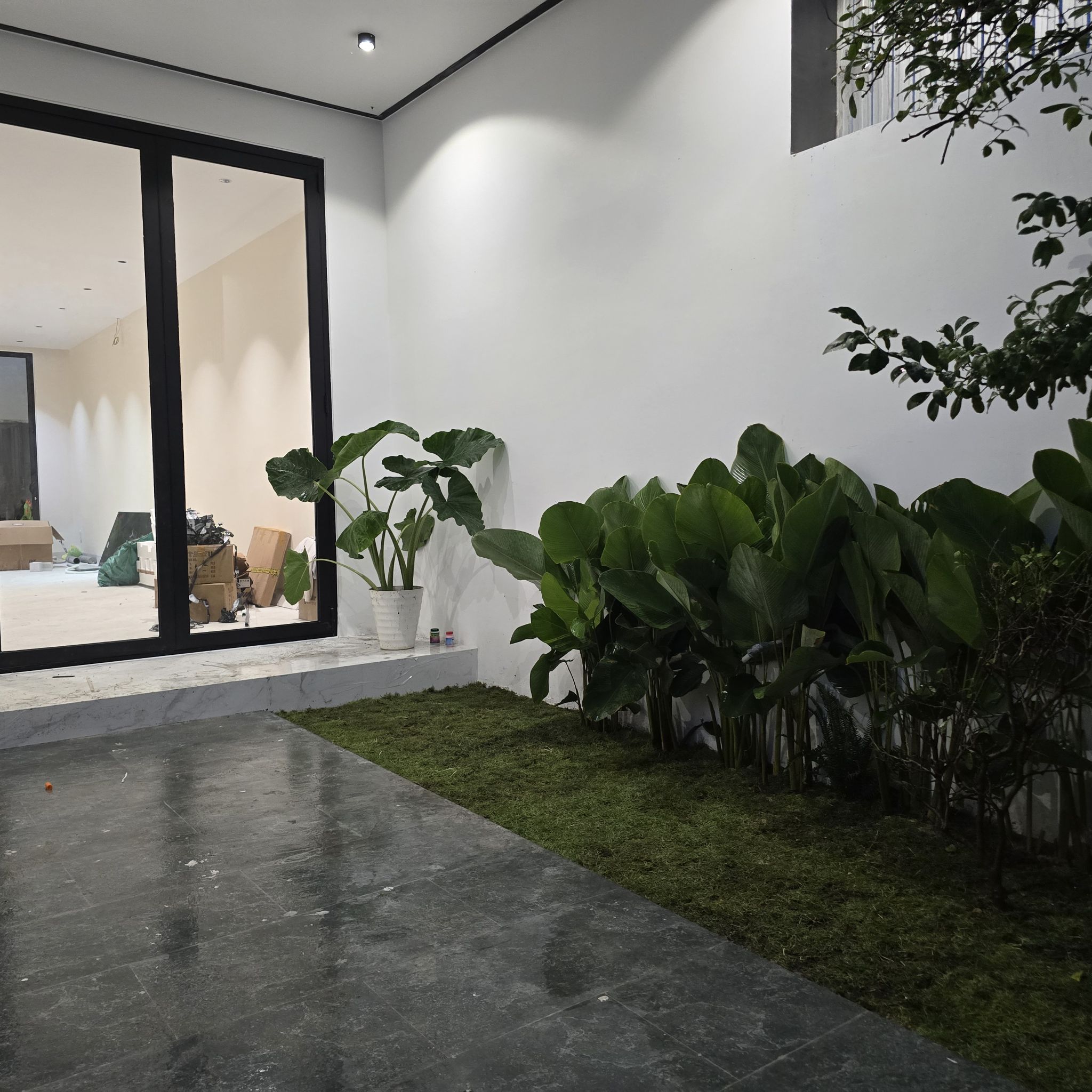 Photo of the plant species Araruta by @SaviorRedpine named Terra on Greg, the plant care app