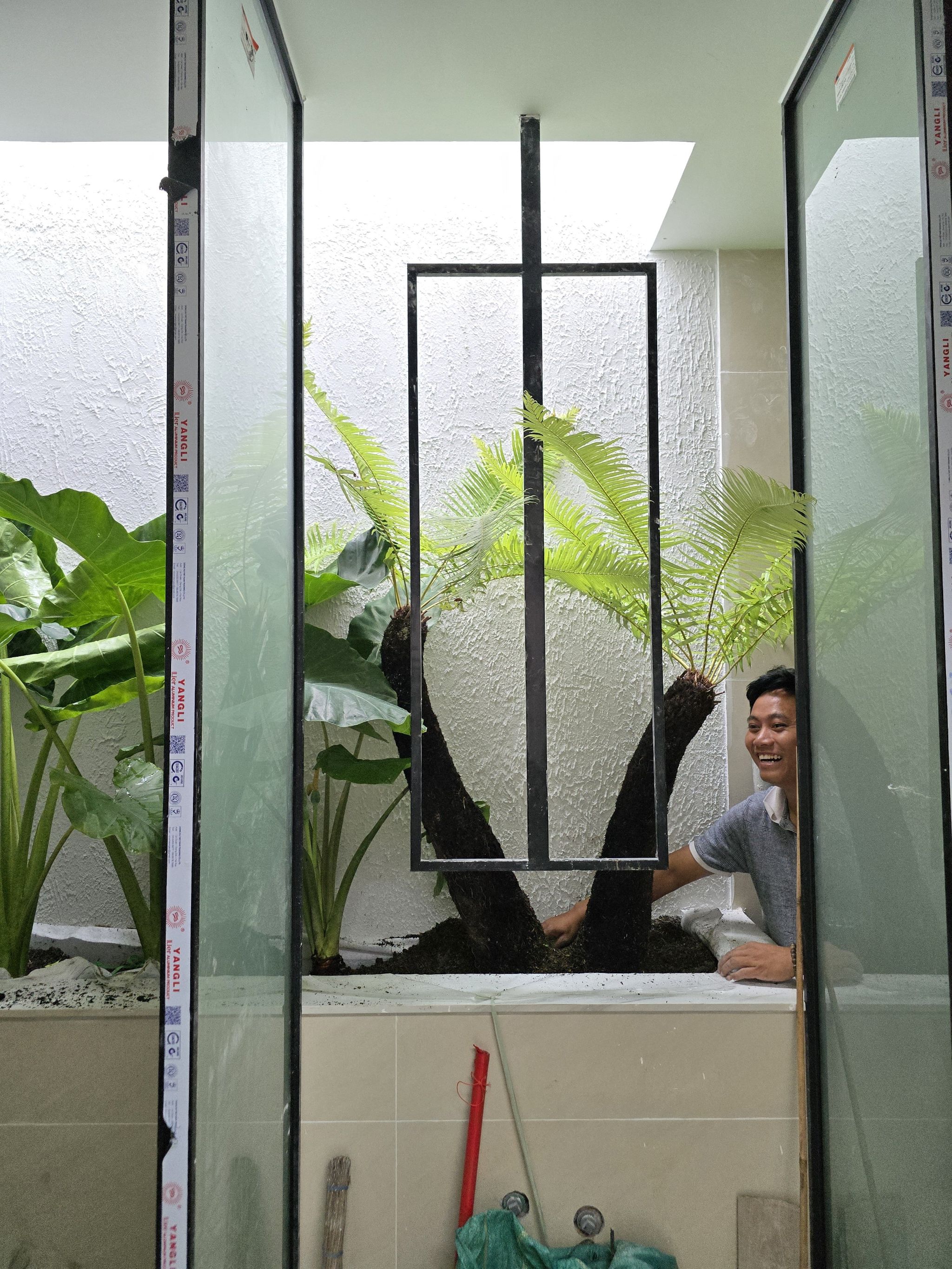 Photo of the plant species Rough Tree Fern by @SaviorRedpine named Elle on Greg, the plant care app