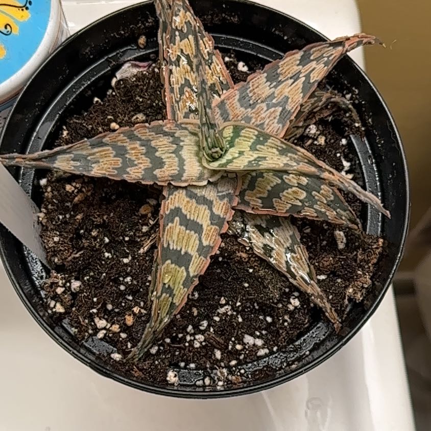 Photo of the plant species Aloe 'Sidewinder' by @YernScaldweed6 named Planty on Greg, the plant care app