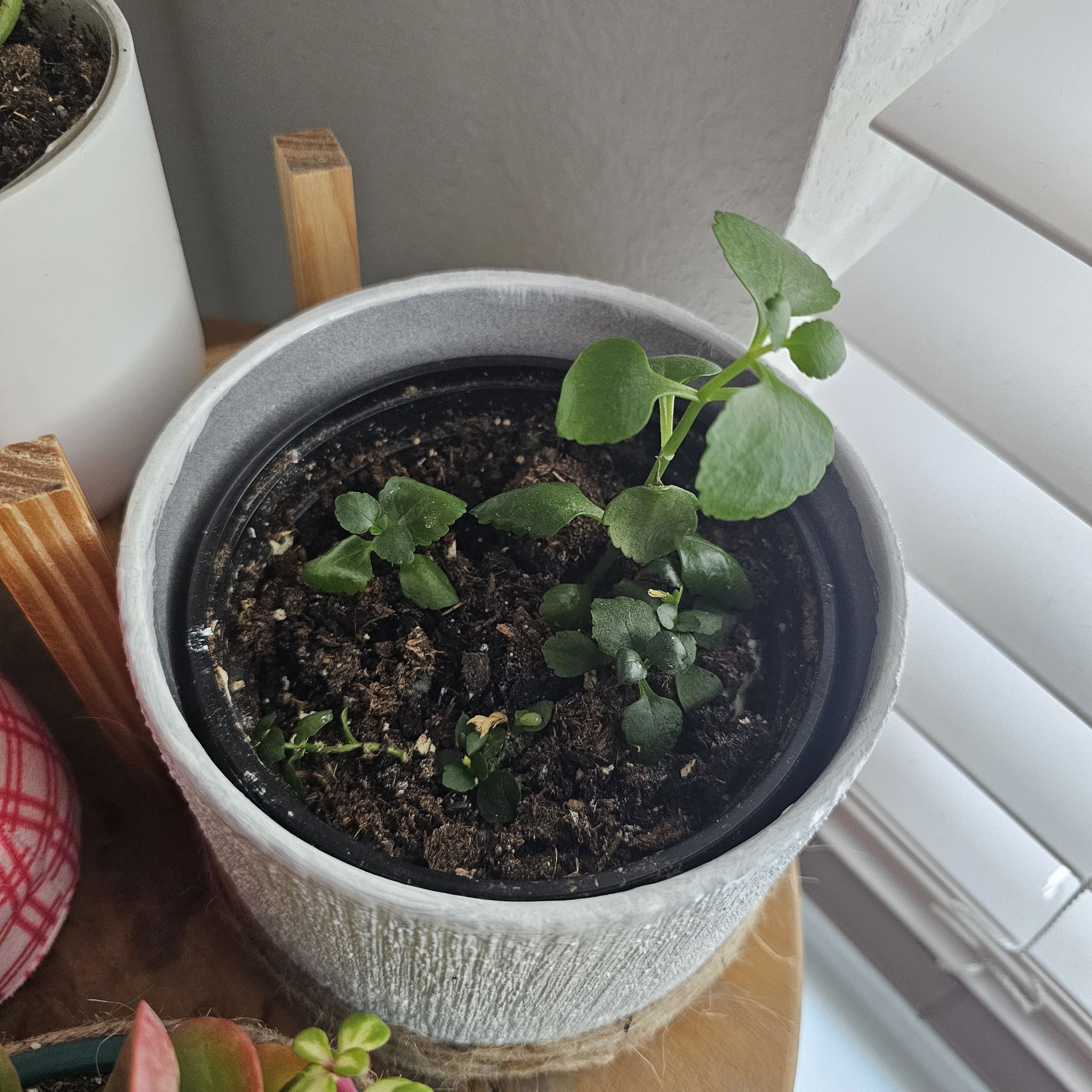 Photo of the plant species Kalanchoe blossfeldiana 'White' by @DeanGladiolus63 named Navajo on Greg, the plant care app