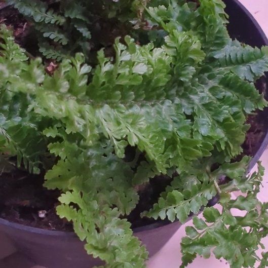 Plant care for Foerster's Filmy Fern on Greg, the plant care app