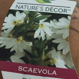 Plant care for Fan Flower on Greg, the plant care app