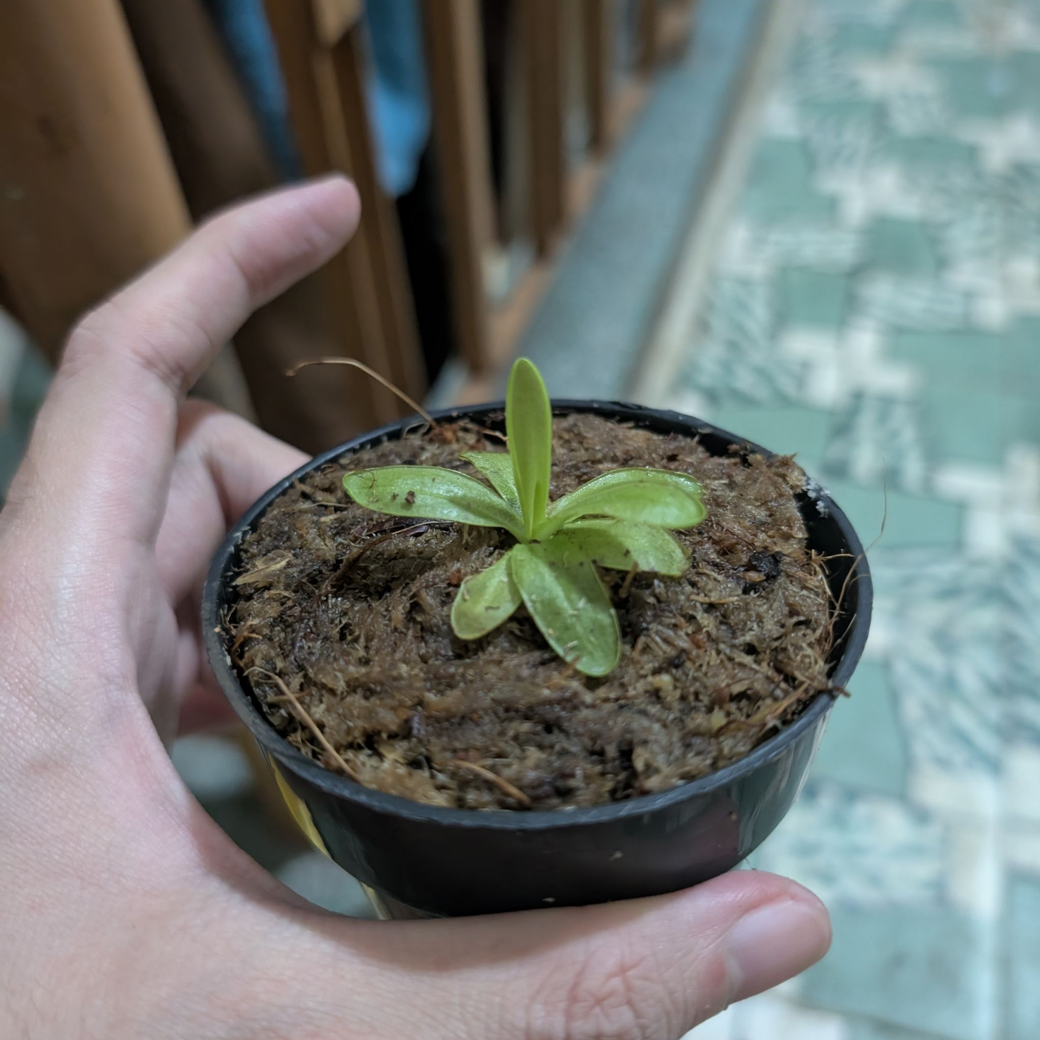 Photo of the plant species Southern Butterwort by @Mocgardening named Achilles on Greg, the plant care app