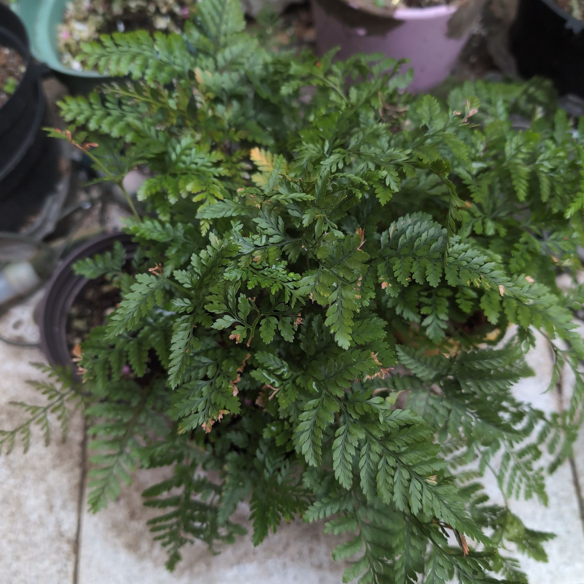 Photo of the plant species Rabbit Foot Fern by @Mocgardening named Nithin on Greg, the plant care app