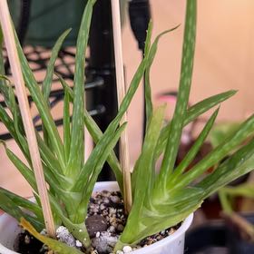 Photo of the plant species Aloe andongensis by @NeatSunsetaloe named Aloe Andongensis Baker on Greg, the plant care app