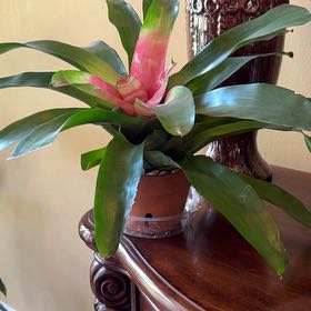 Photo of the plant species Bromeliad by @NeatSunsetaloe named Prince on Greg, the plant care app