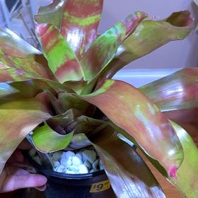 Photo of the plant species Bromeliad by @NeatSunsetaloe named Fernie Mac on Greg, the plant care app