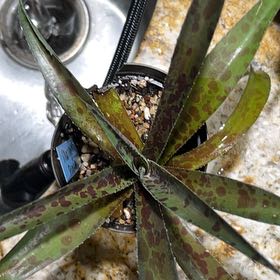 Photo of the plant species Mangave 'Freckles and Speckles' by @NeatSunsetaloe named Pineapple Express on Greg, the plant care app
