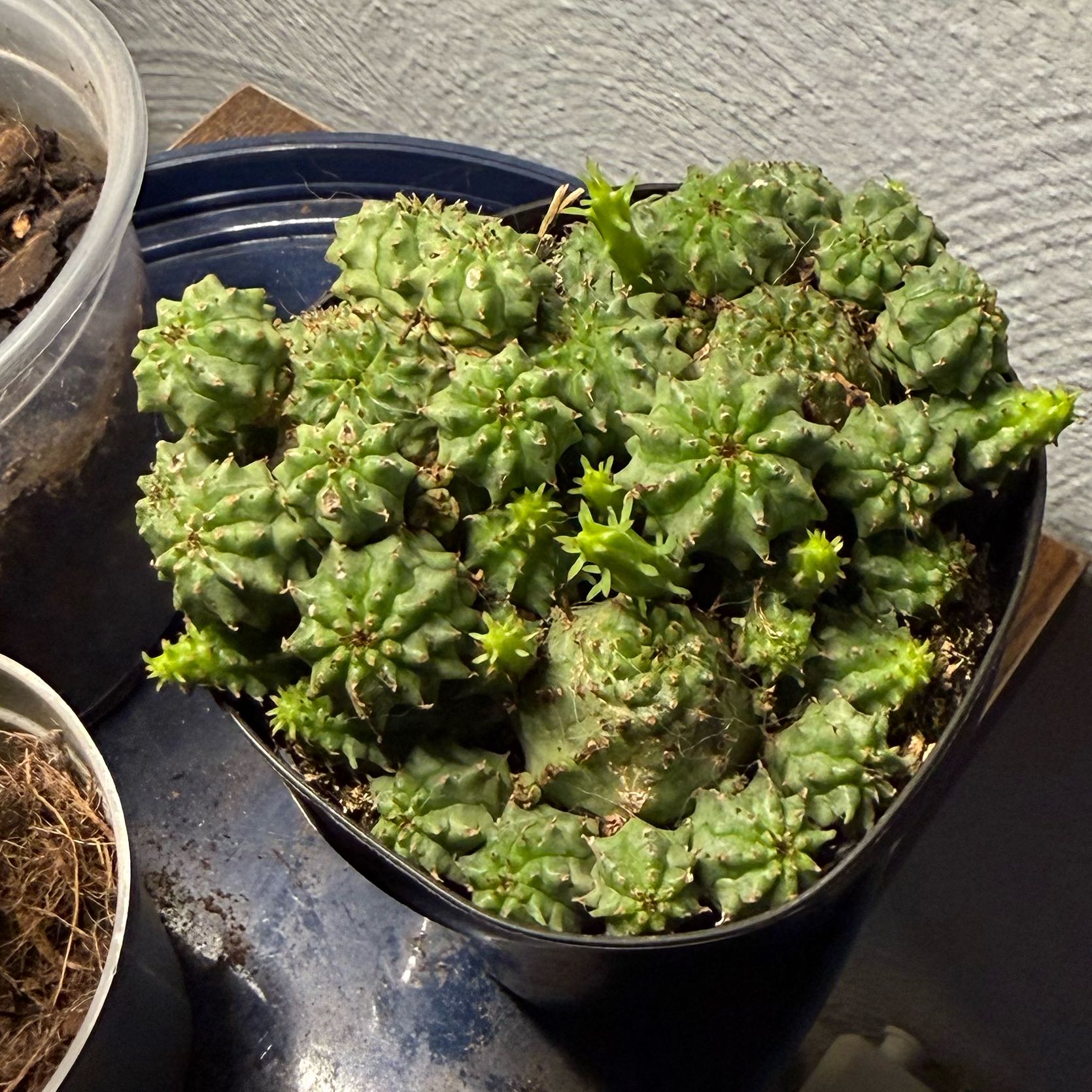 Photo of the plant species Euphorbia horrida 'Ice Storm' by @Rylielynn named Mysterio on Greg, the plant care app