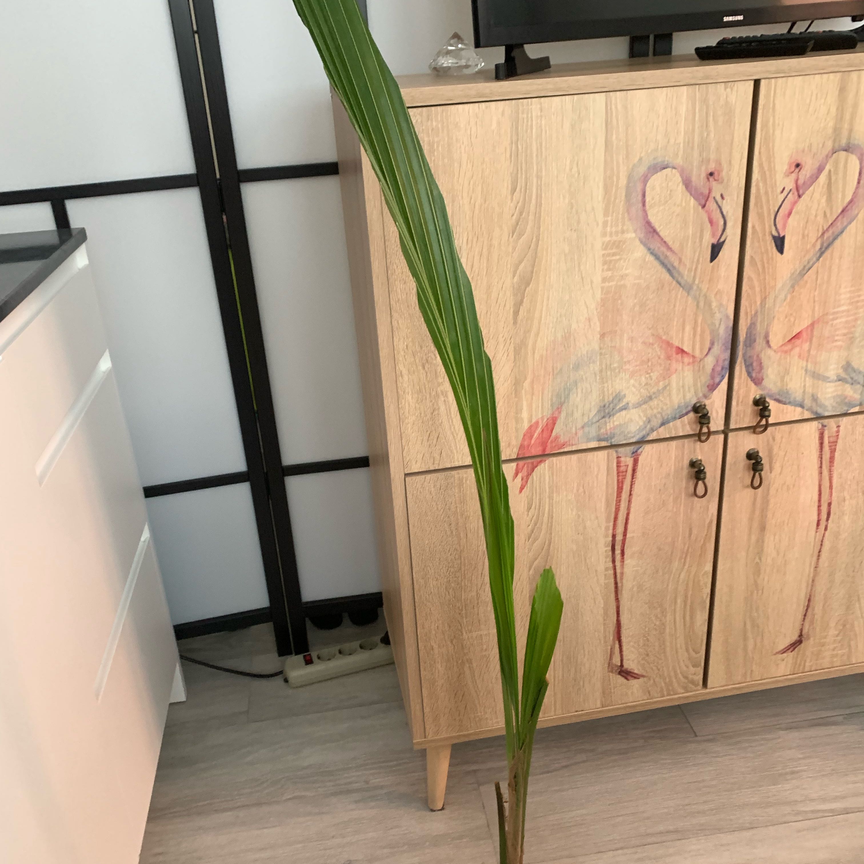 Photo of the plant species Cocotero by @LucidCurlyjade named Coco on Greg, the plant care app