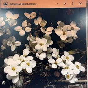 Photo of the plant species Mountain Rockcress by @EpitomeBaibua named Fernie Mac on Greg, the plant care app