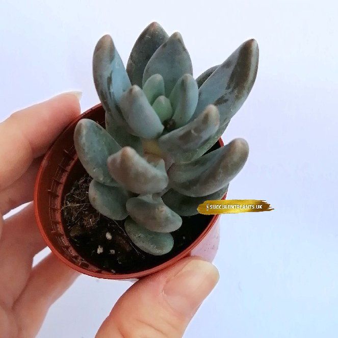 Photo of the plant species Echeveria tolimanensis by @CaringSwampdock named Luna on Greg, the plant care app