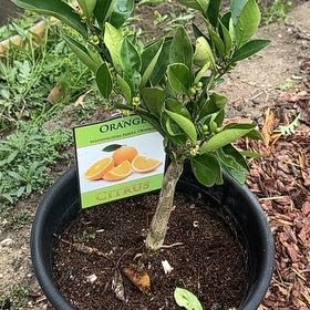 Photo of the plant species Washington Naval Orange by @KeenBankcatclaw named Remington on Greg, the plant care app