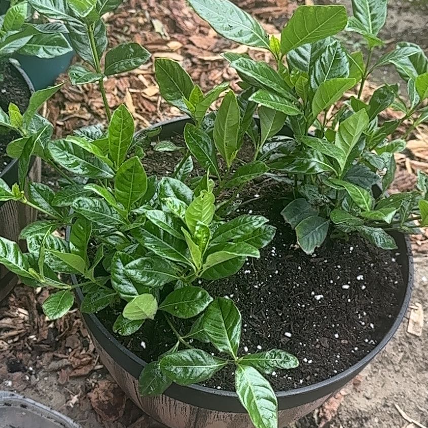 Photo of the plant species Everblooming Gardenia by @KeenBankcatclaw named Walt on Greg, the plant care app