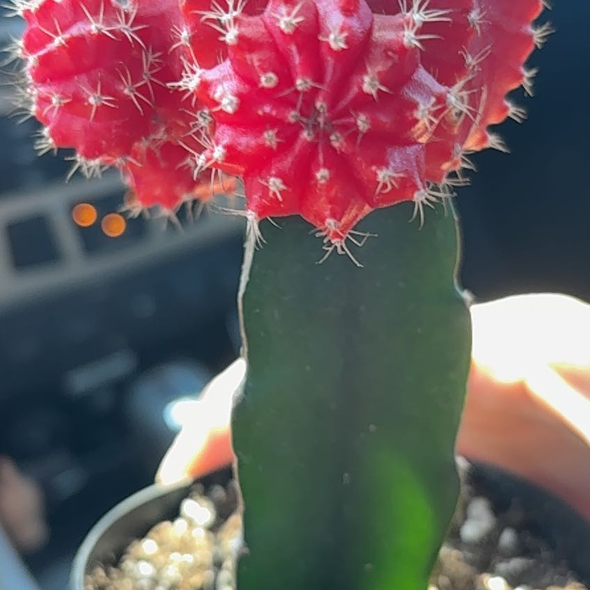 Photo of the plant species Moon Cactus by @PrimeHappyleaf named Wall-E on Greg, the plant care app