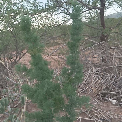 Photo of the plant species Southernwood by @MomentousMahoe named Sahara on Greg, the plant care app
