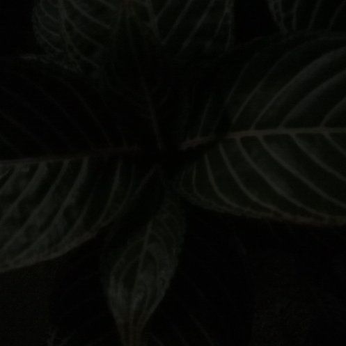 Photo of the plant species Sanchezia by @MomentousMahoe named Orwell on Greg, the plant care app