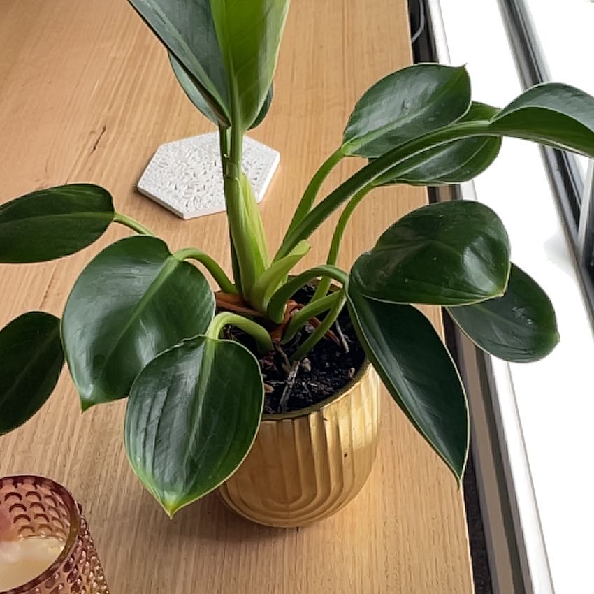 Photo of the plant species Philodendron 'Mia' by @GutsyChilli67 named Marilyn on Greg, the plant care app