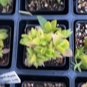 Photo of the plant species Kanna by @RealBellpepper named Apollo on Greg, the plant care app