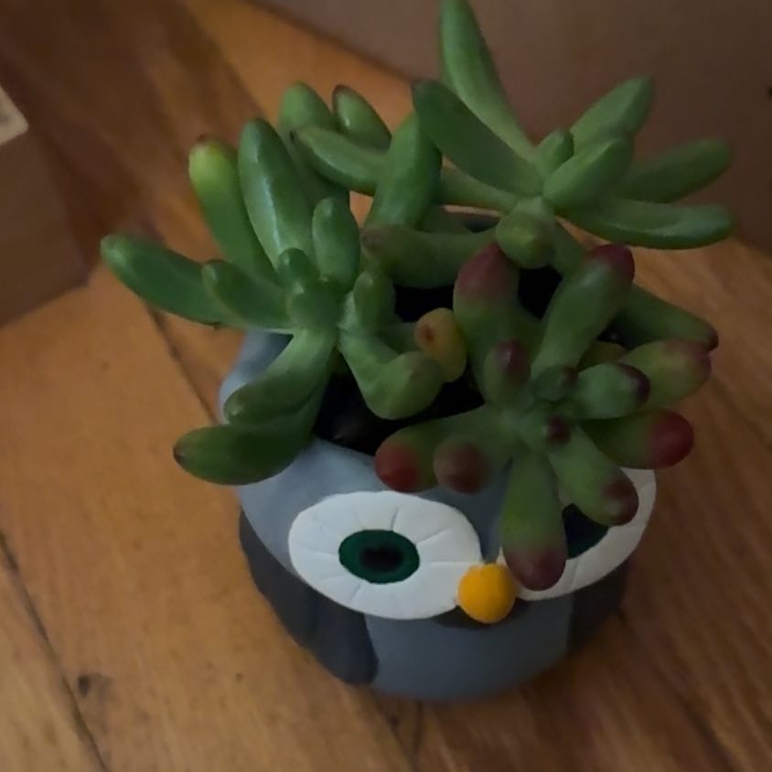Photo of the plant species Sedum 'Salsa' by @ZestfullyTaro66 named Mochi on Greg, the plant care app