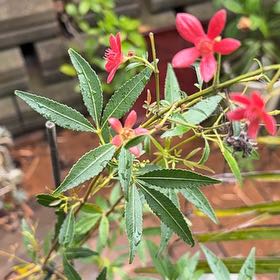 Photo of the plant species Western Australian Christmastree by @NeatPropagation named Sage on Greg, the plant care app