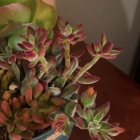 Photo of the plant species echeria red velvet sugar heart by @JoyfulLuckyred named Bodhi on Greg, the plant care app