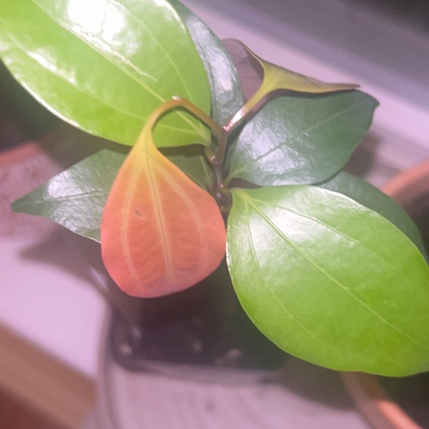 Photo of the plant species Ceylon Cinnamon by @GoodAgavecactus named Cinnabon on Greg, the plant care app