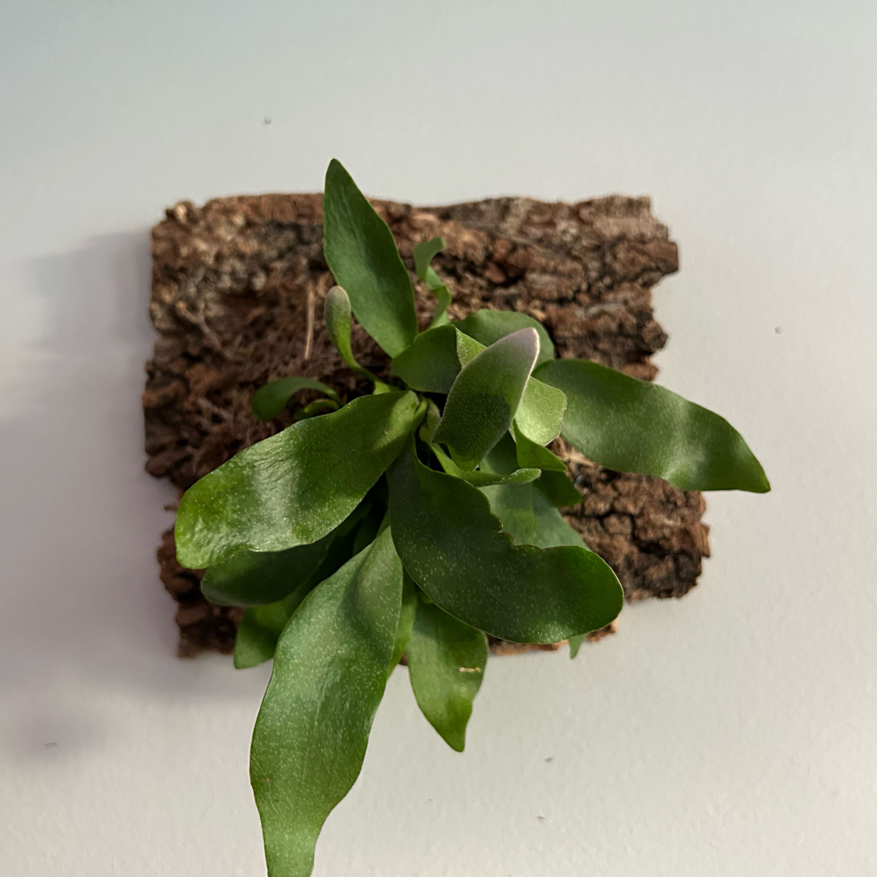 Photo of the plant species Ridley's Staghorn Fern by @TactfulLavender named Harmony on Greg, the plant care app