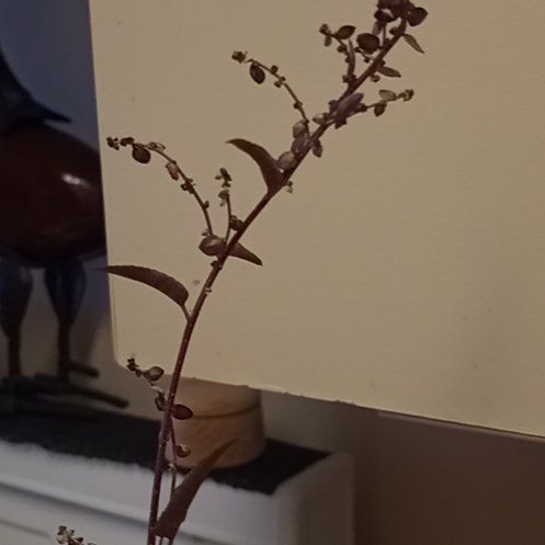 Photo of the plant species Beechdrops by @ImpishAllspice named Baesil on Greg, the plant care app