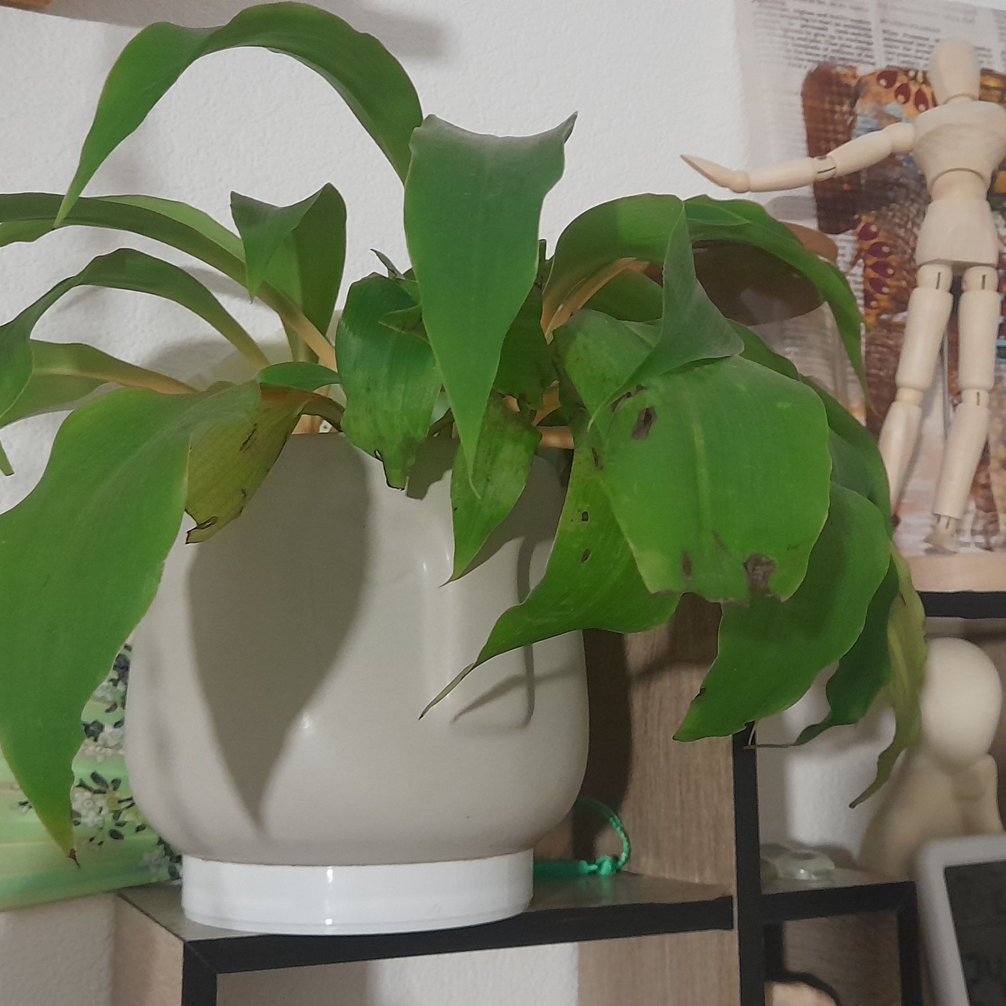 Photo of the plant species Orange Spider Plant by @aidenriverblack named Drake on Greg, the plant care app