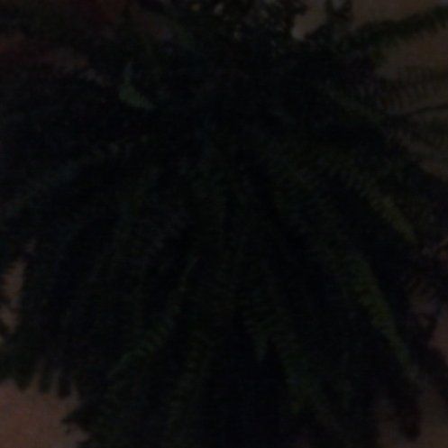 Photo of the plant species Western Maidenhair Fern by @SageCrimeanpine named Lola on Greg, the plant care app